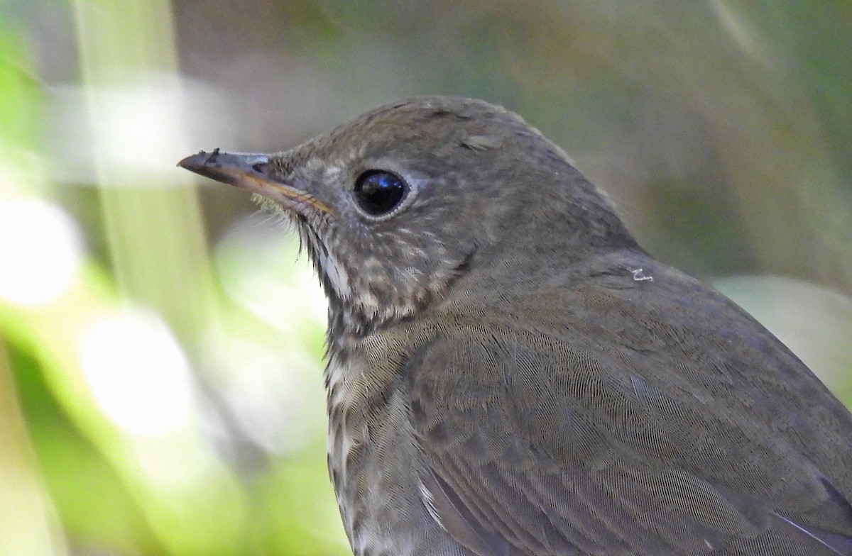 Gray-cheeked Thrush - ML642728125