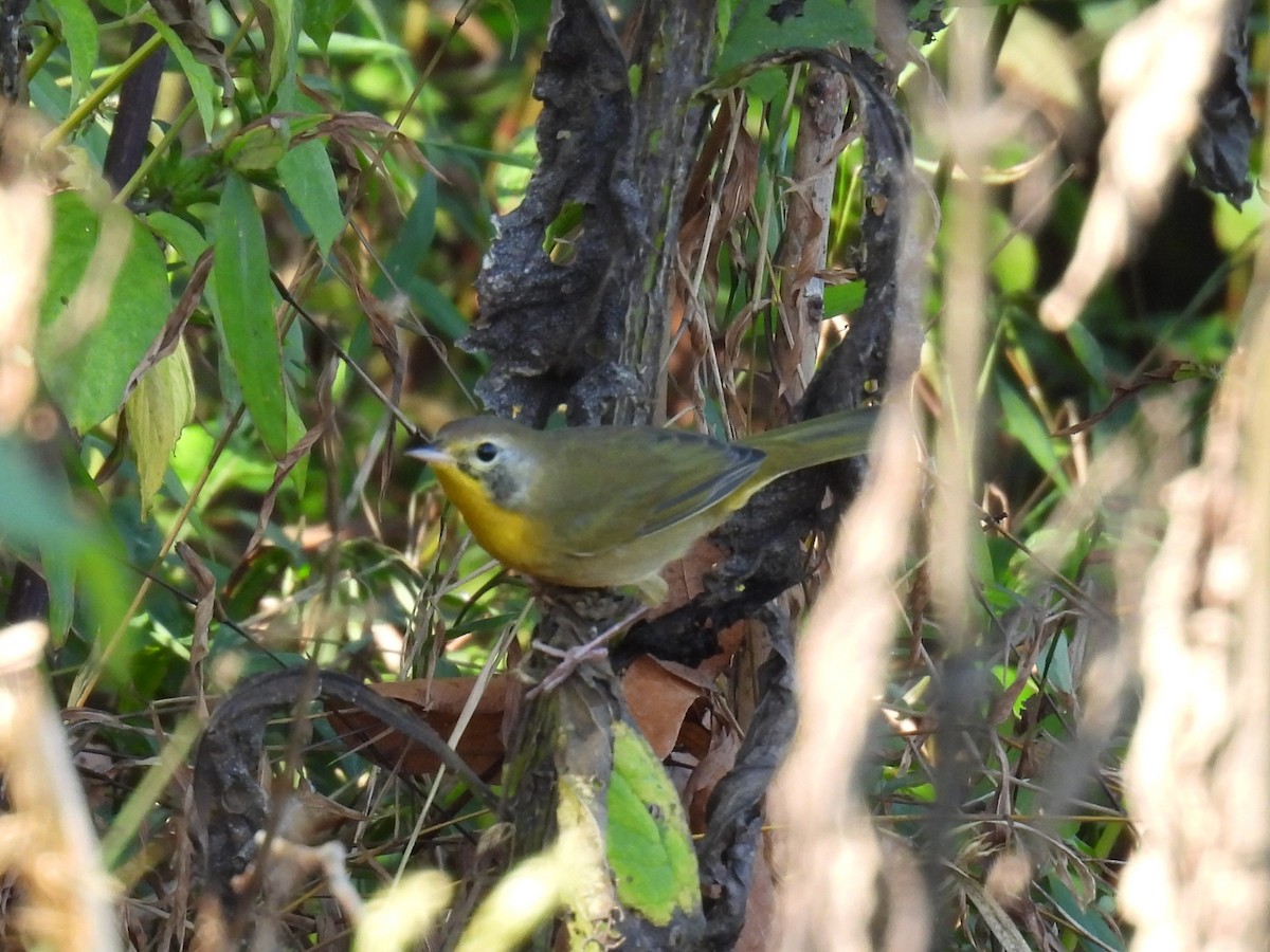 Paruline masquée - ML642728126