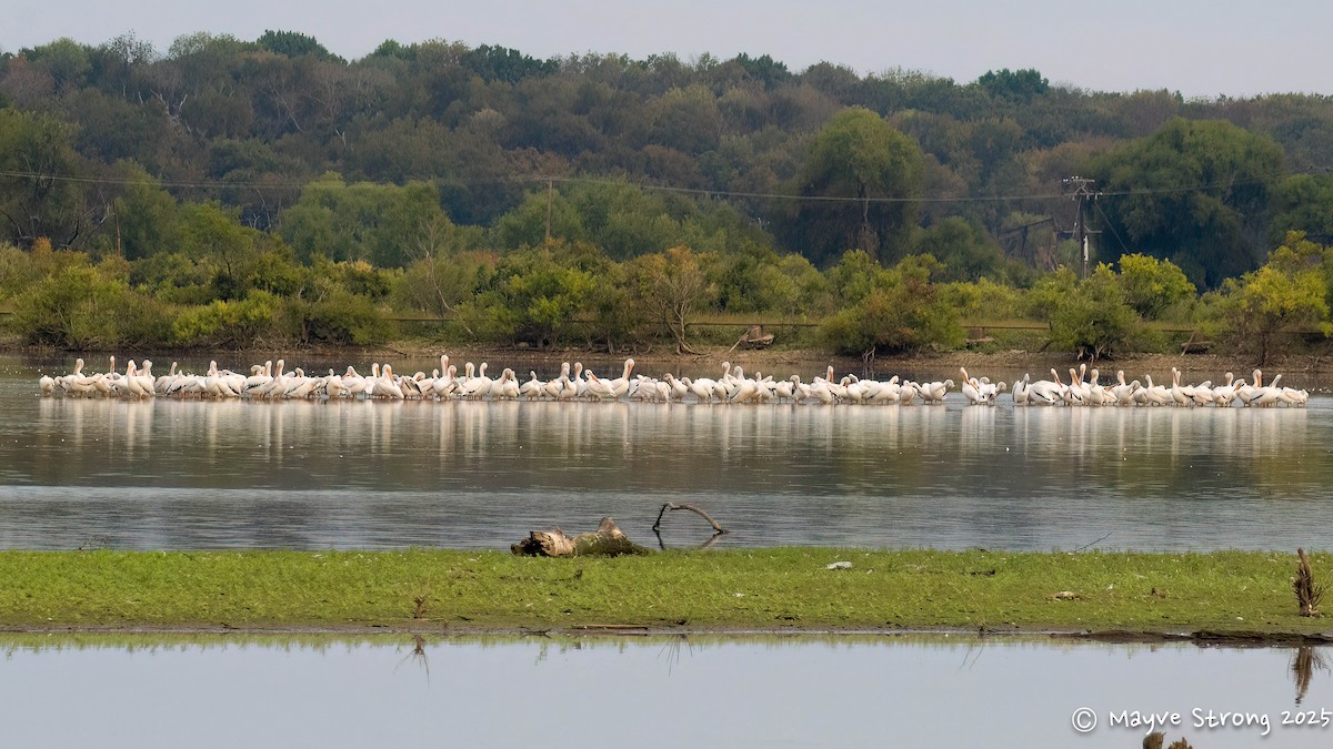 American White Pelican - Mayve Strong