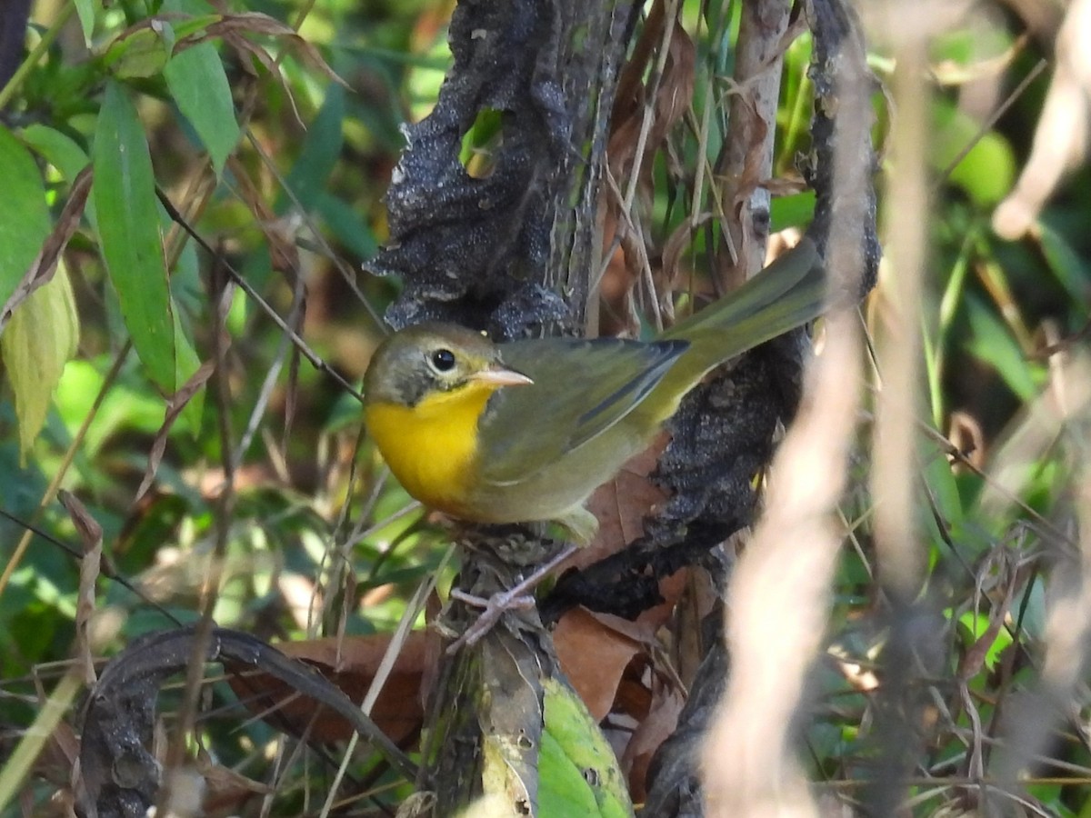 Paruline masquée - ML642728134