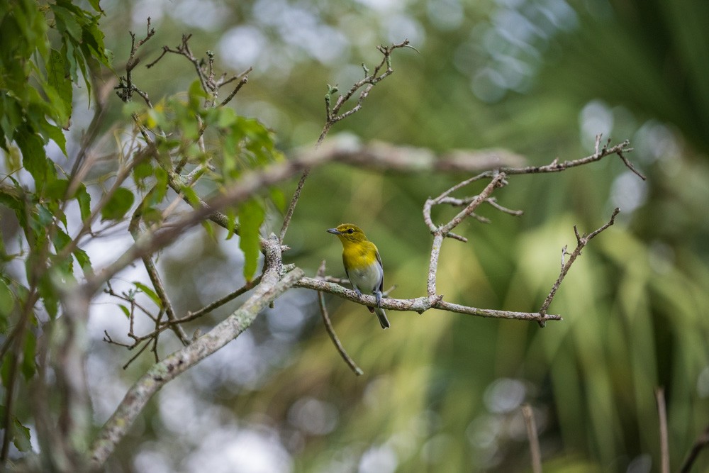 Gelbkehlvireo - ML642728136