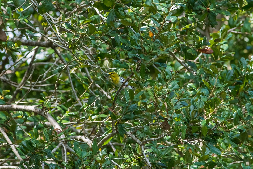 Gelbkehlvireo - ML642728137
