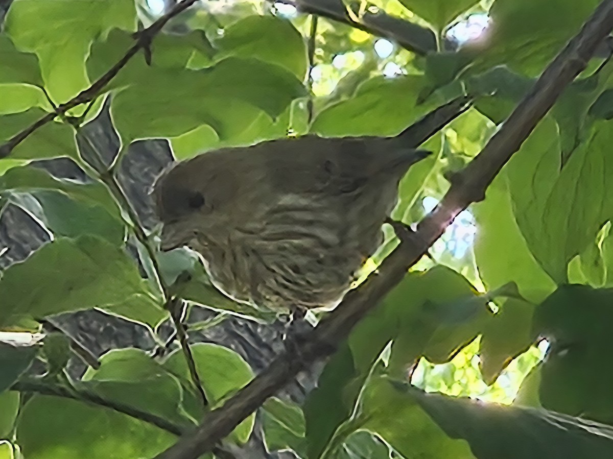 House Finch - ML642728142