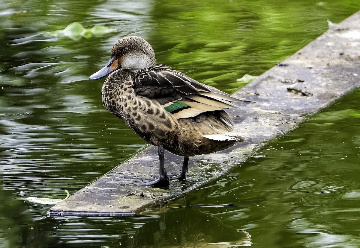 White-cheeked Pintail - ML642728147