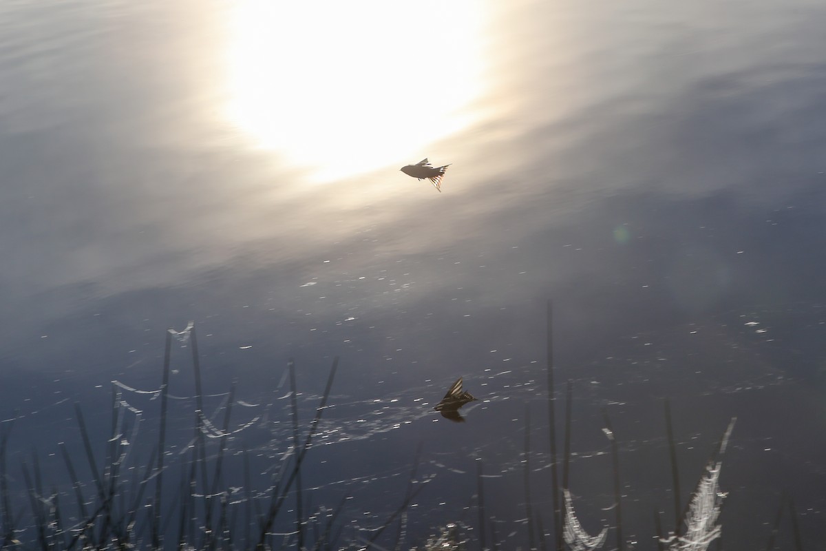 Welcome Swallow - ML642728166