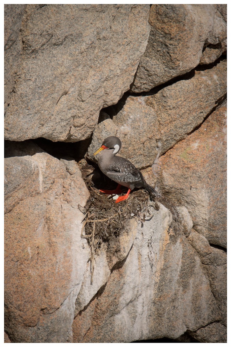 Red-legged Cormorant - ML642728187