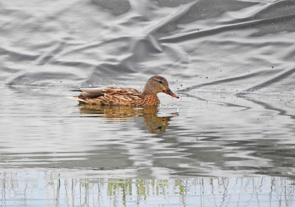 Mallard - ML642728195