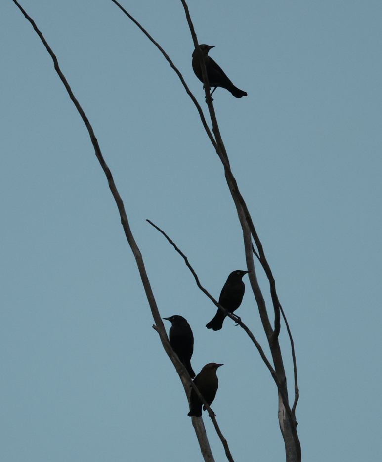 Common Grackle - ML642728202