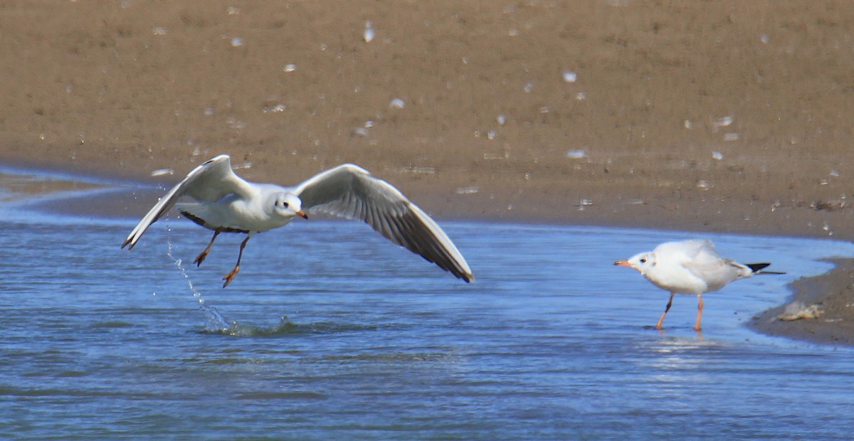 紅嘴鷗 - ML642728203