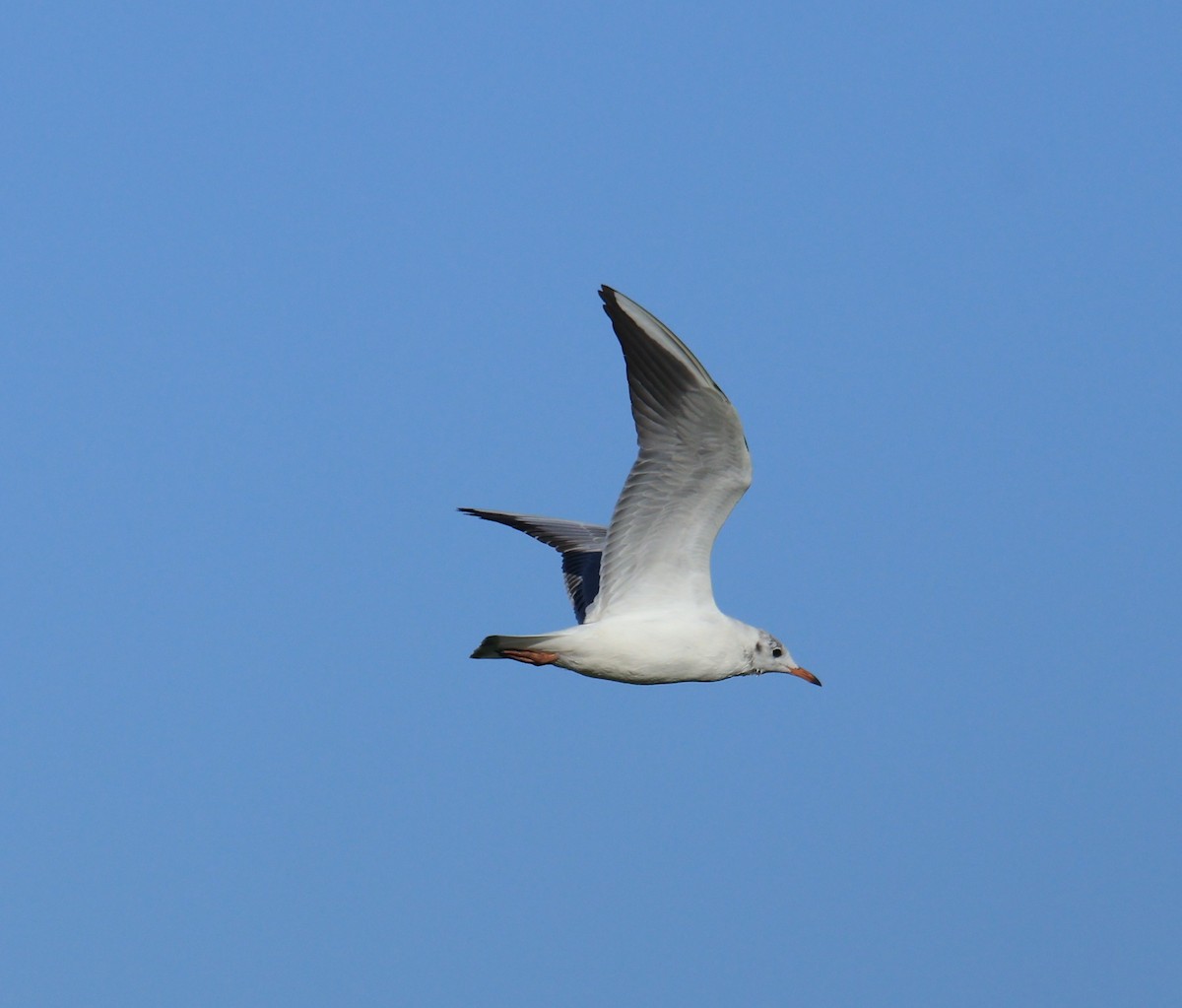 紅嘴鷗 - ML642728204