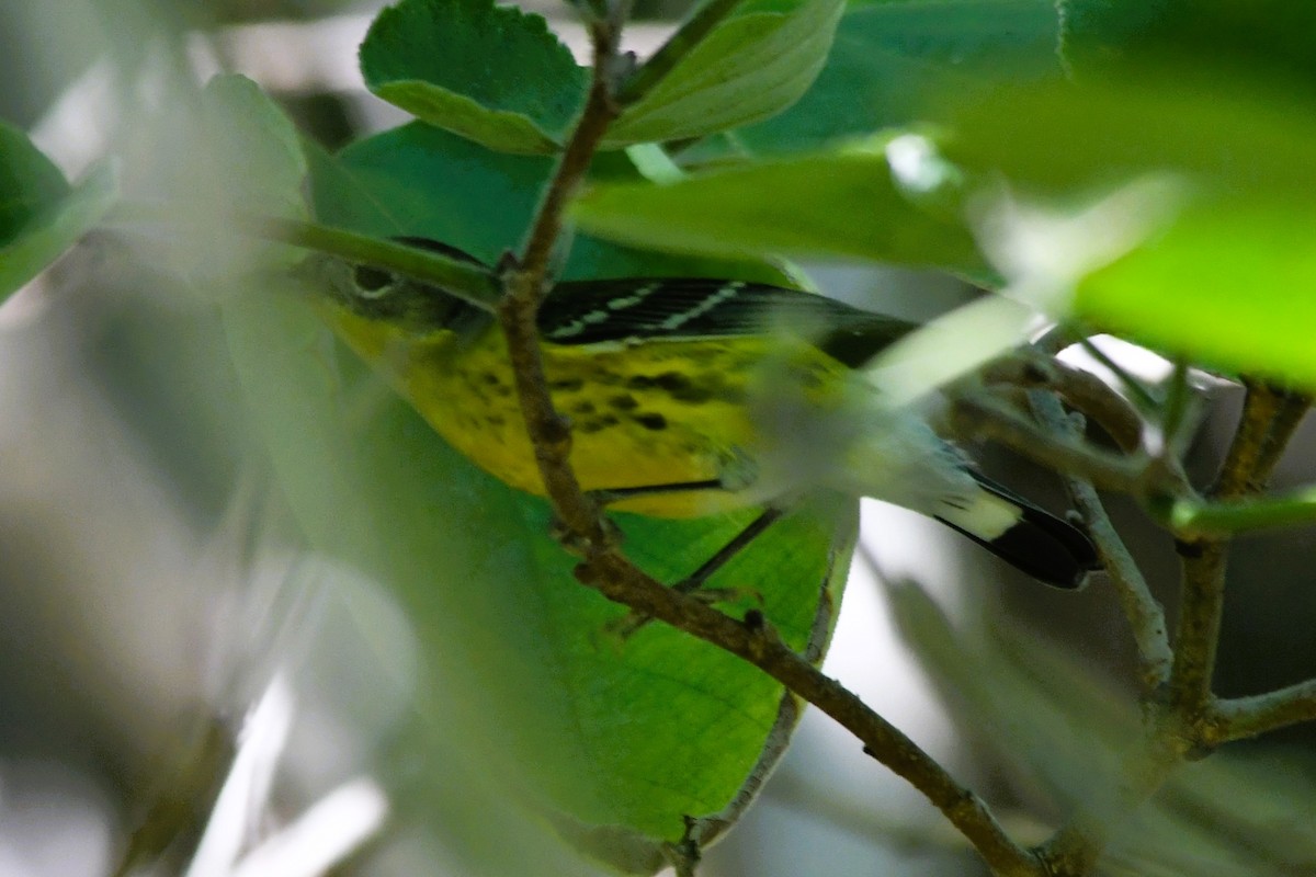 Magnolia Warbler - ML642728208