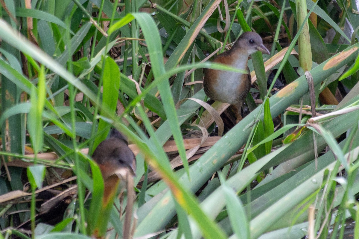 Rufous-sided Crake - ML642728209