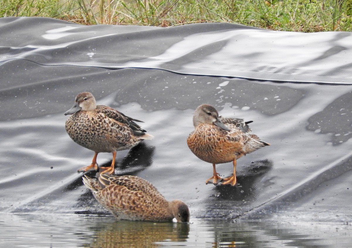 Blue-winged Teal - ML642728212