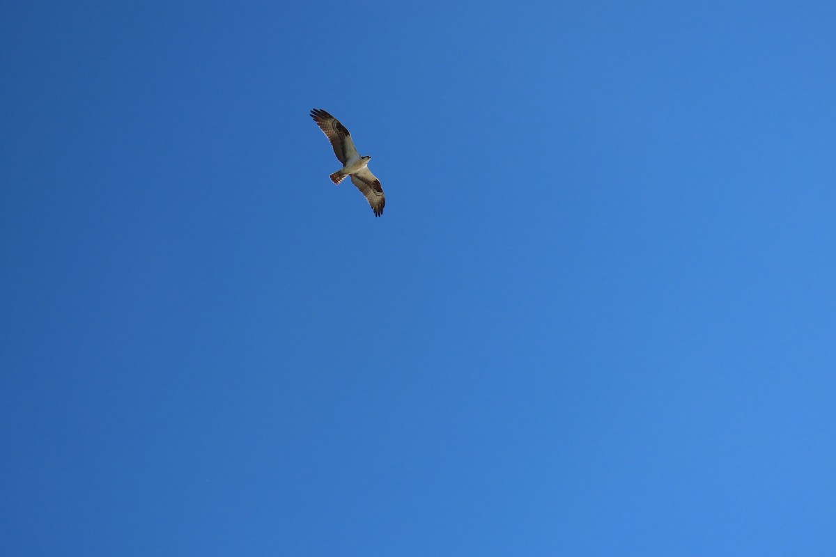 Osprey - ML642728216
