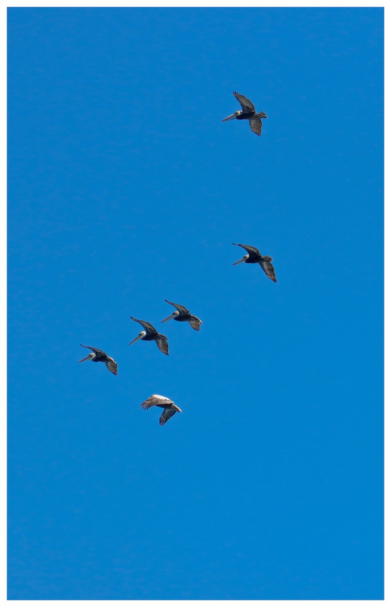Peruvian Pelican - ML642728220