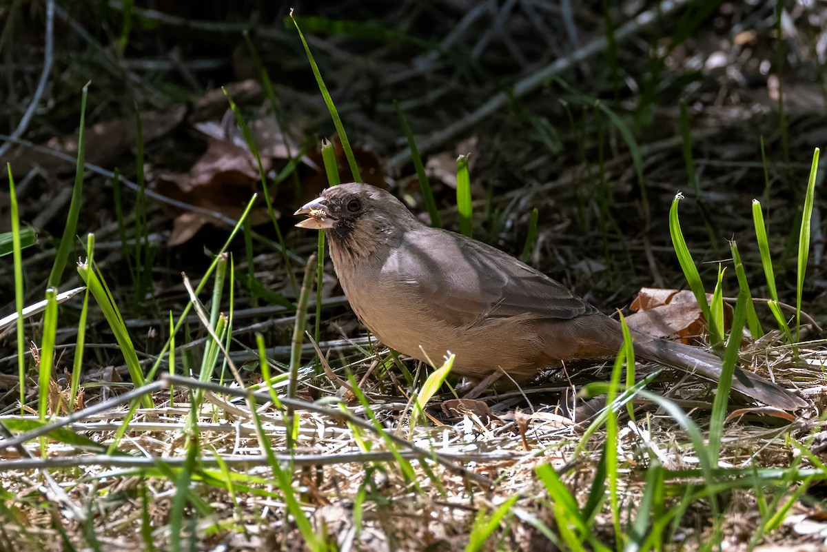 Abert's Towhee - ML642728221