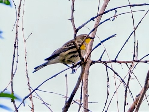 Yellow-rumped Warbler - ML642728224