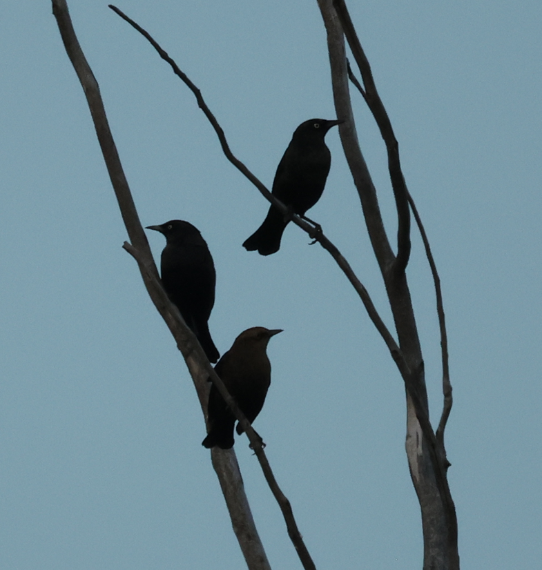 Common Grackle - ML642728235