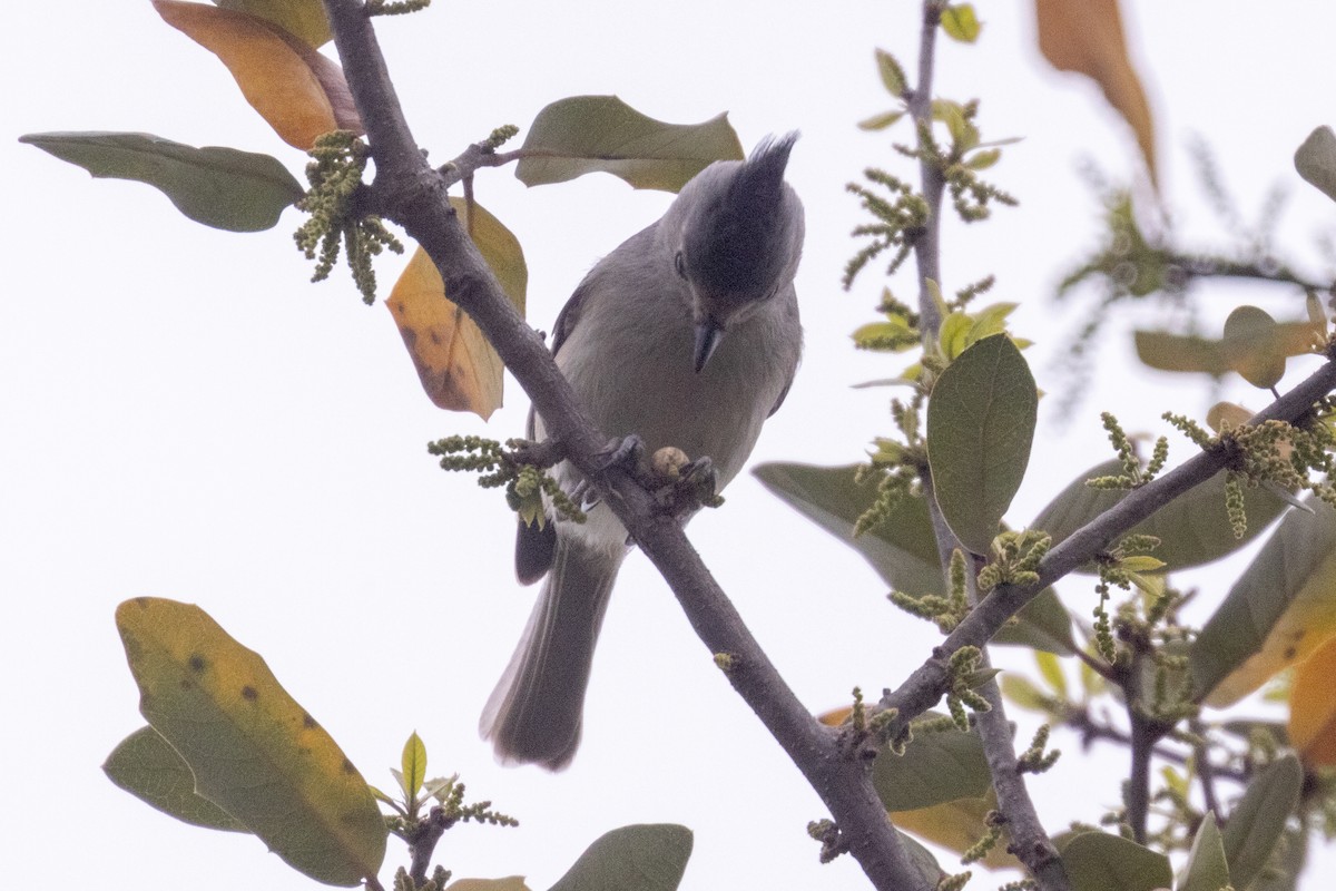 Black-crested Titmouse - ML642728241