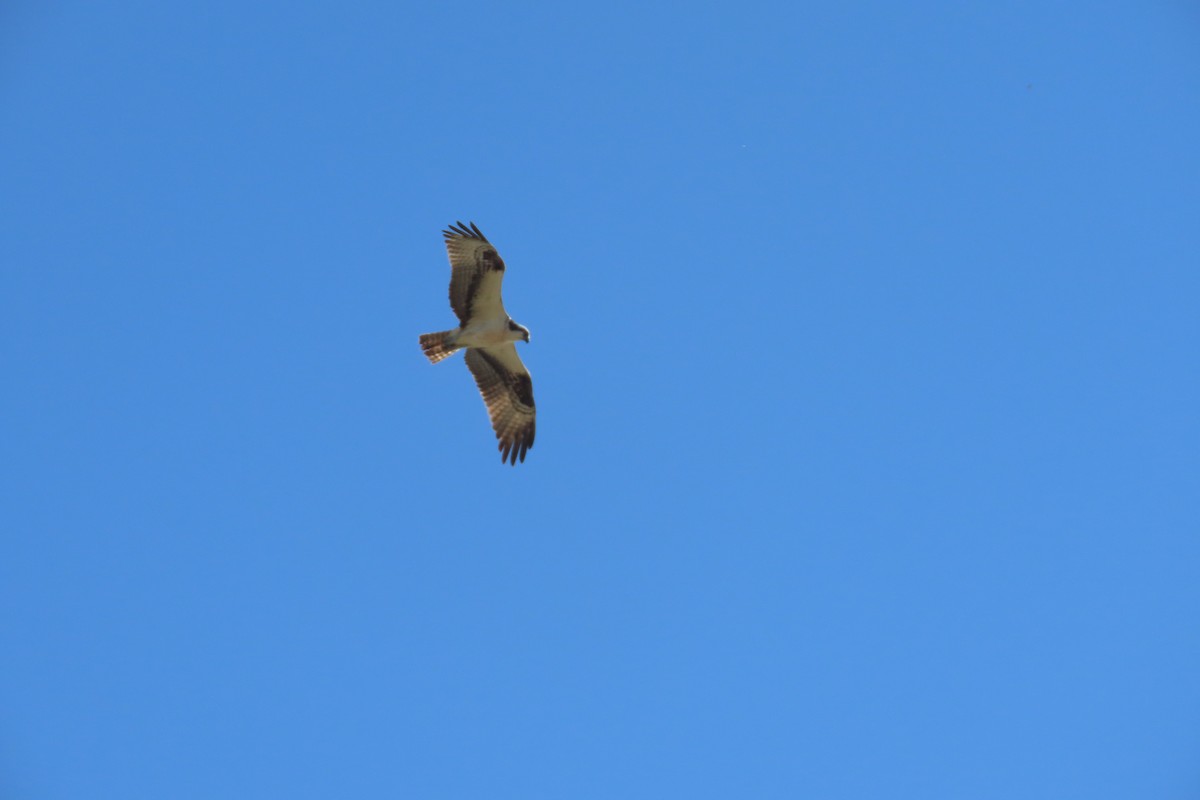 Osprey - ML642728242