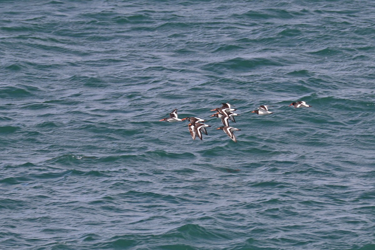 Алаг хясаач - ML642728243