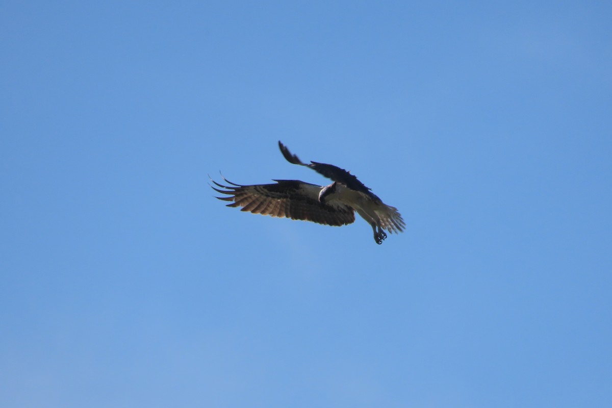 Osprey - ML642728246