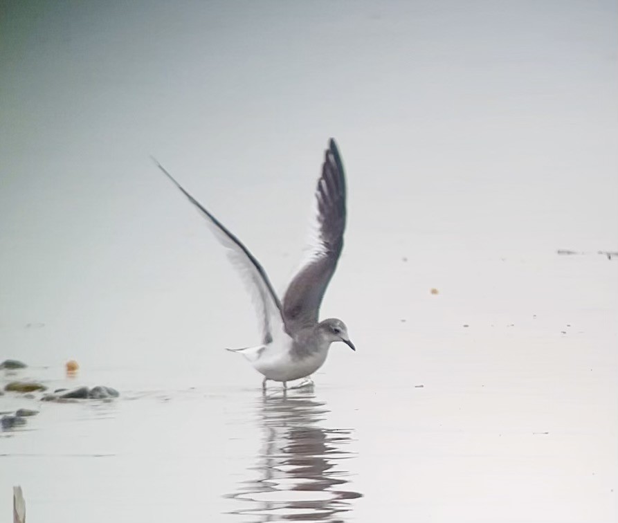 racek Sabinův - ML642728247