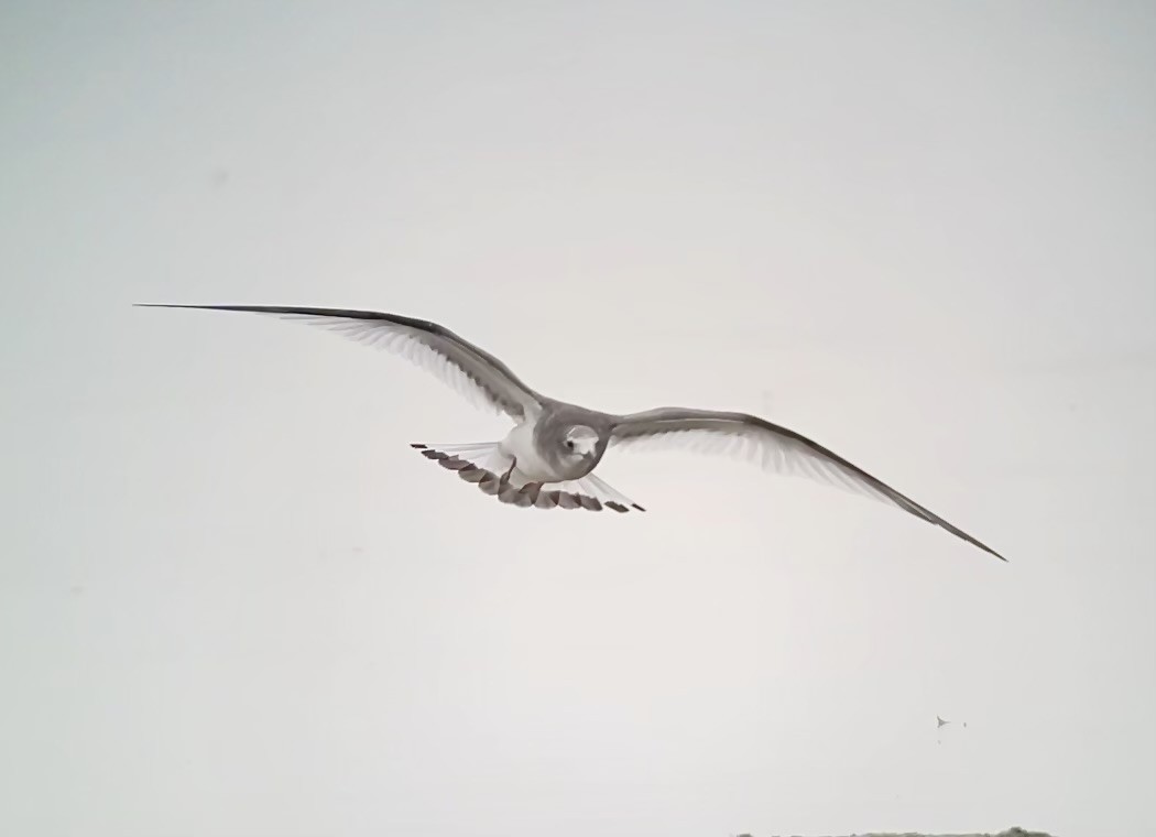 racek Sabinův - ML642728248