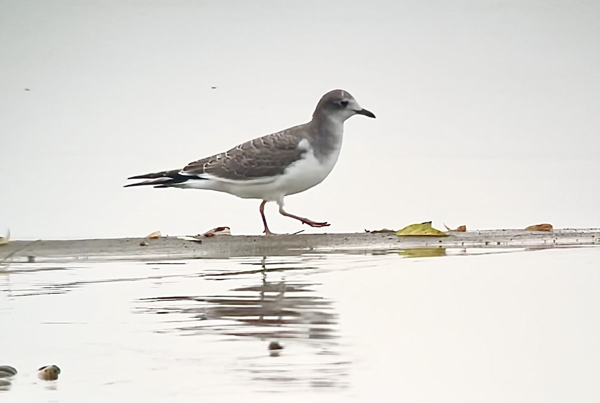 racek Sabinův - ML642728249