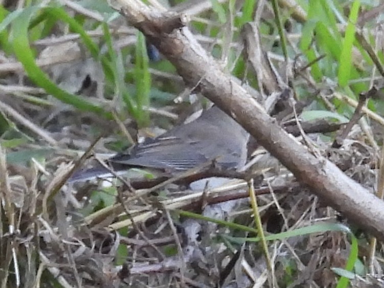 Dark-eyed Junco (Slate-colored) - ML642728251