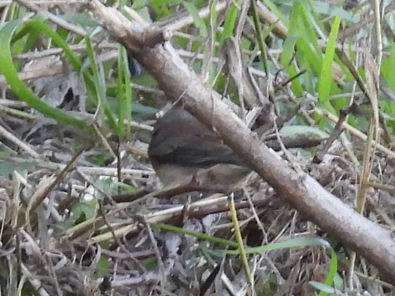 Dark-eyed Junco (Slate-colored) - ML642728252