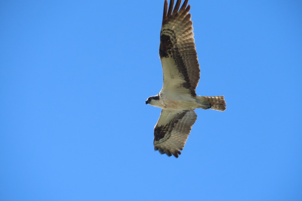 Osprey - ML642728254