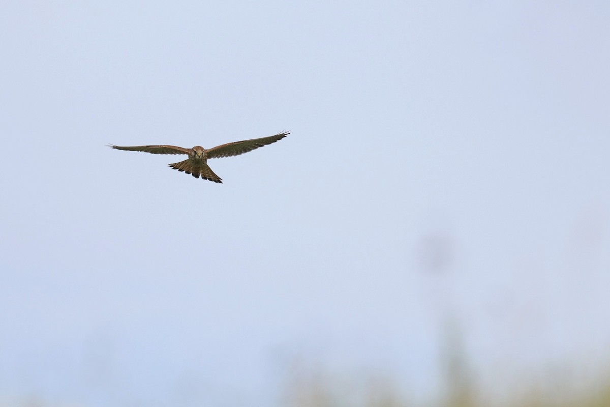 Начин шонхор - ML642728255