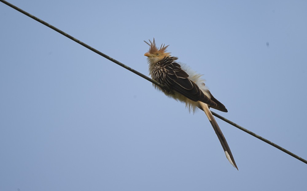 Guira Cuckoo - ML642728258