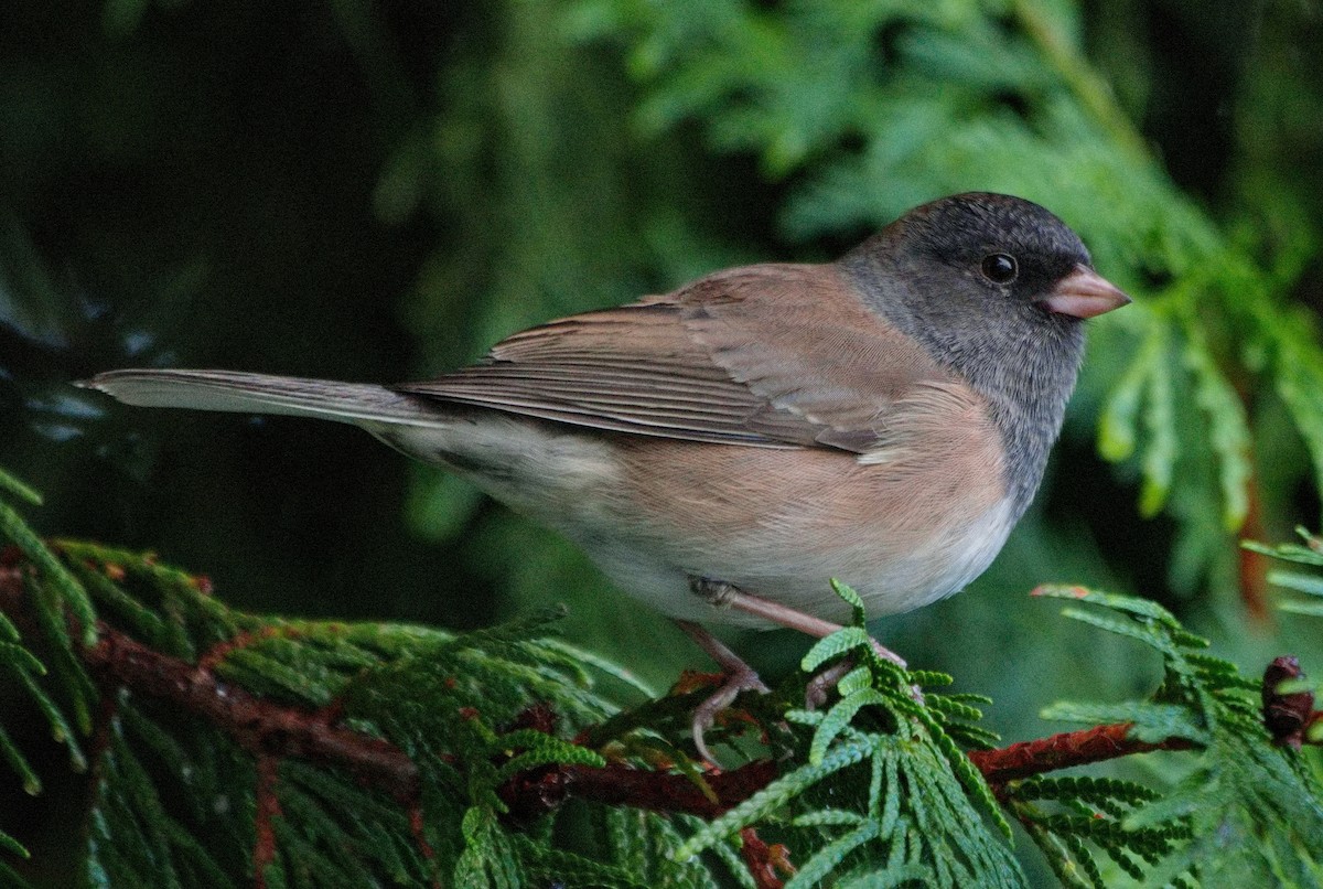 Dark-eyed Junco (Oregon) - ML642728274