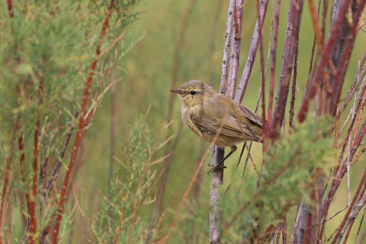 Урианхайн дууч шувуу - ML642728279