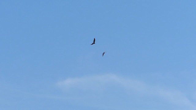 Pygargue à tête blanche - ML642728280