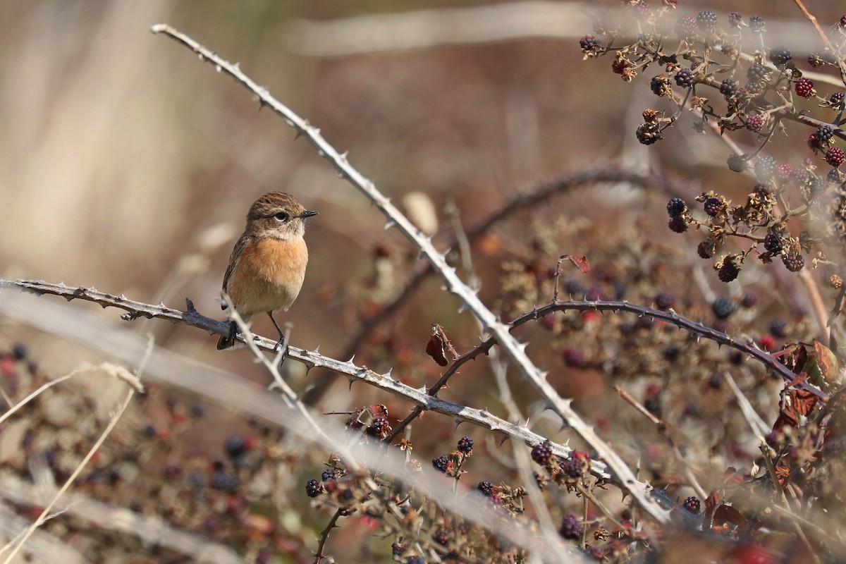 European Stonechat - ML642728291