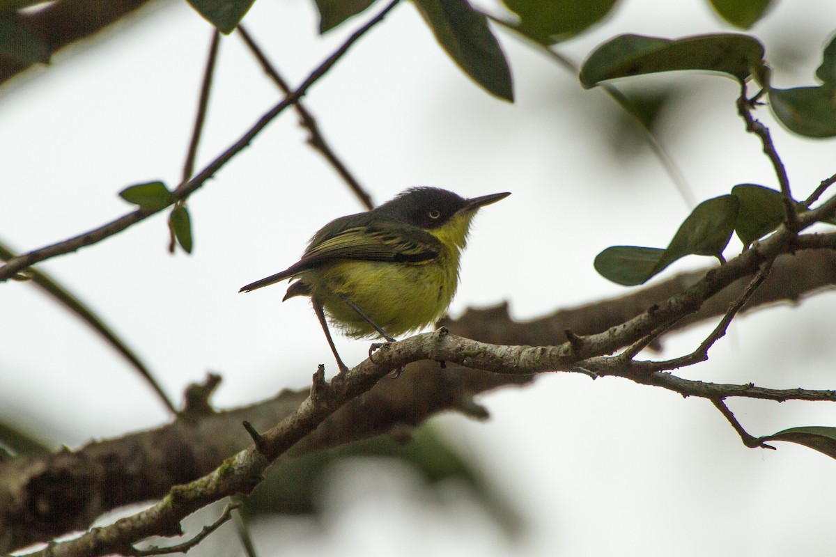 Common Tody-Flycatcher - ML642728302