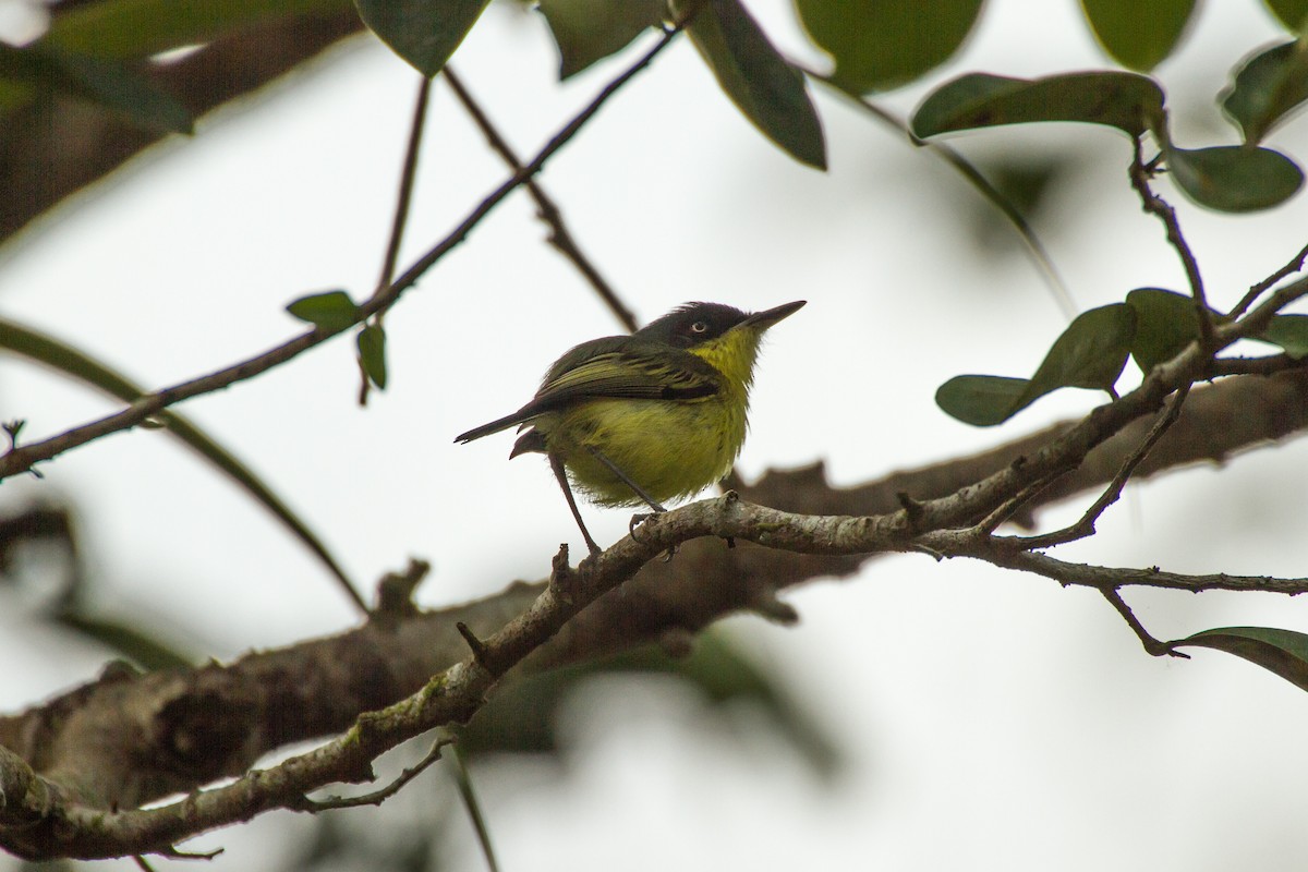 Common Tody-Flycatcher - ML642728303