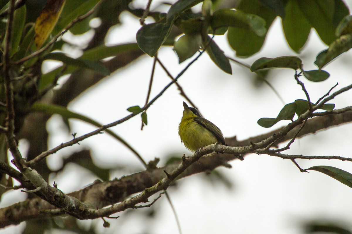 Common Tody-Flycatcher - ML642728304