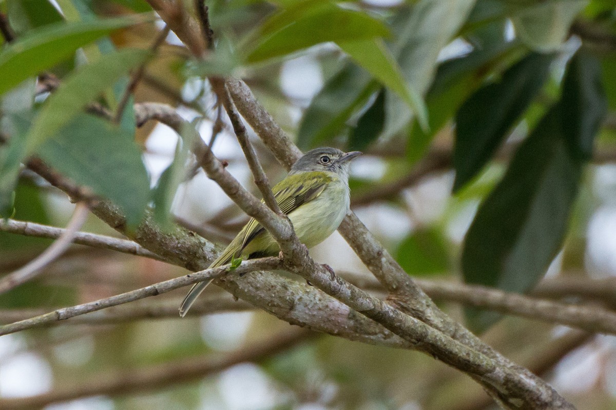 Yellow-olive Flatbill - ML642728309