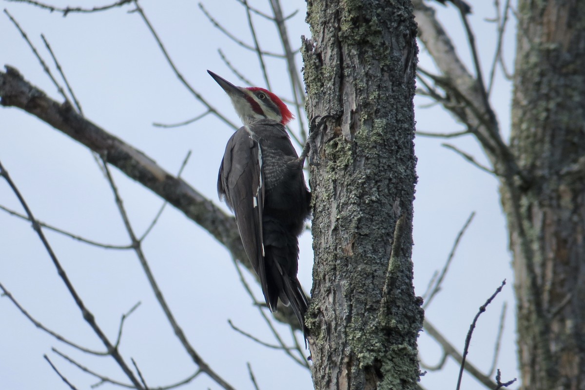 Pileated Woodpecker - ML642728362