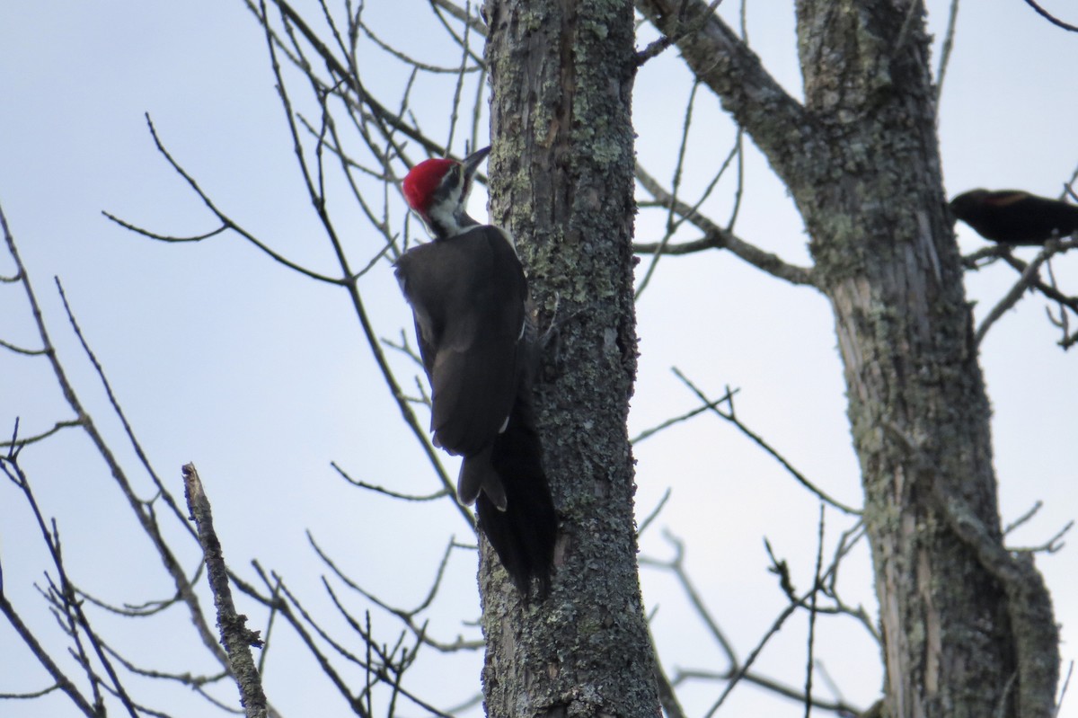 Pileated Woodpecker - ML642728364