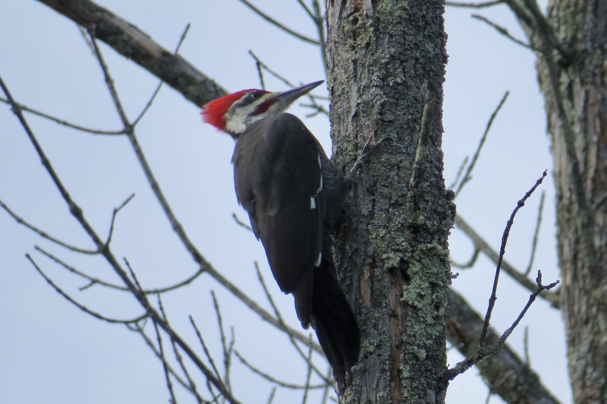 Pileated Woodpecker - ML642728365
