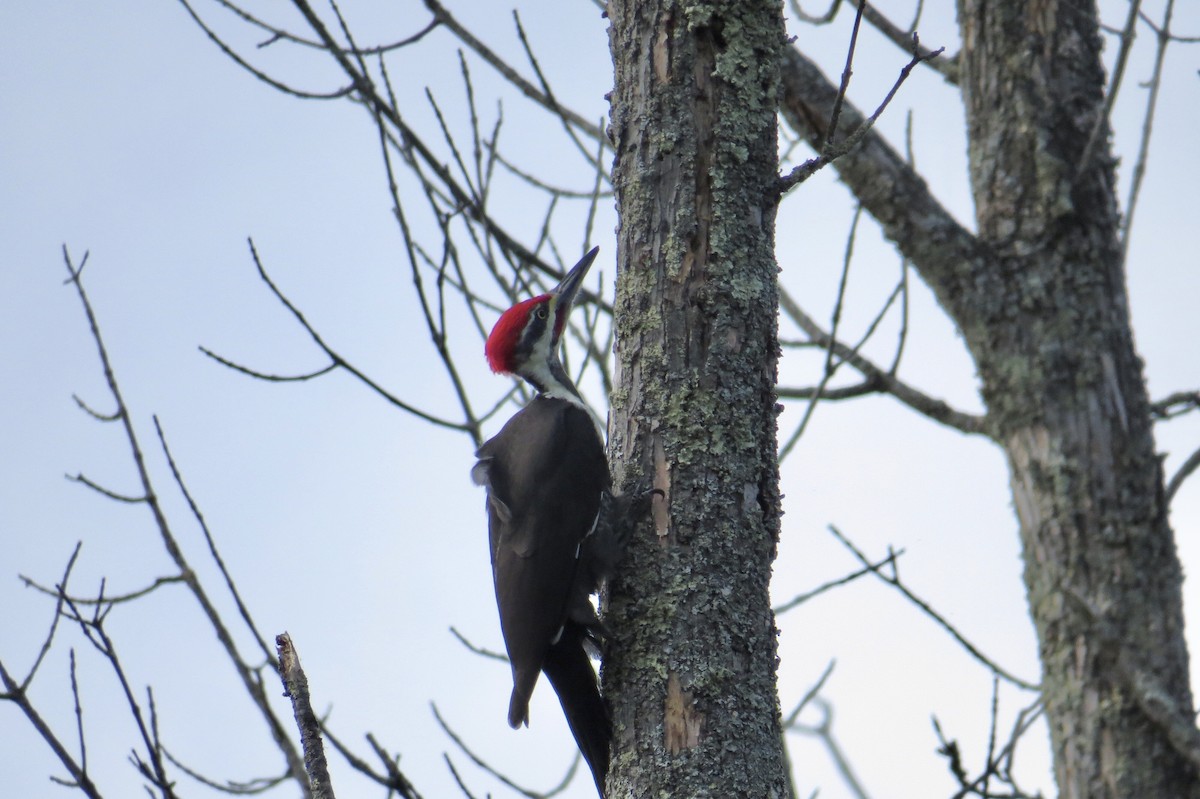 Pileated Woodpecker - ML642728366