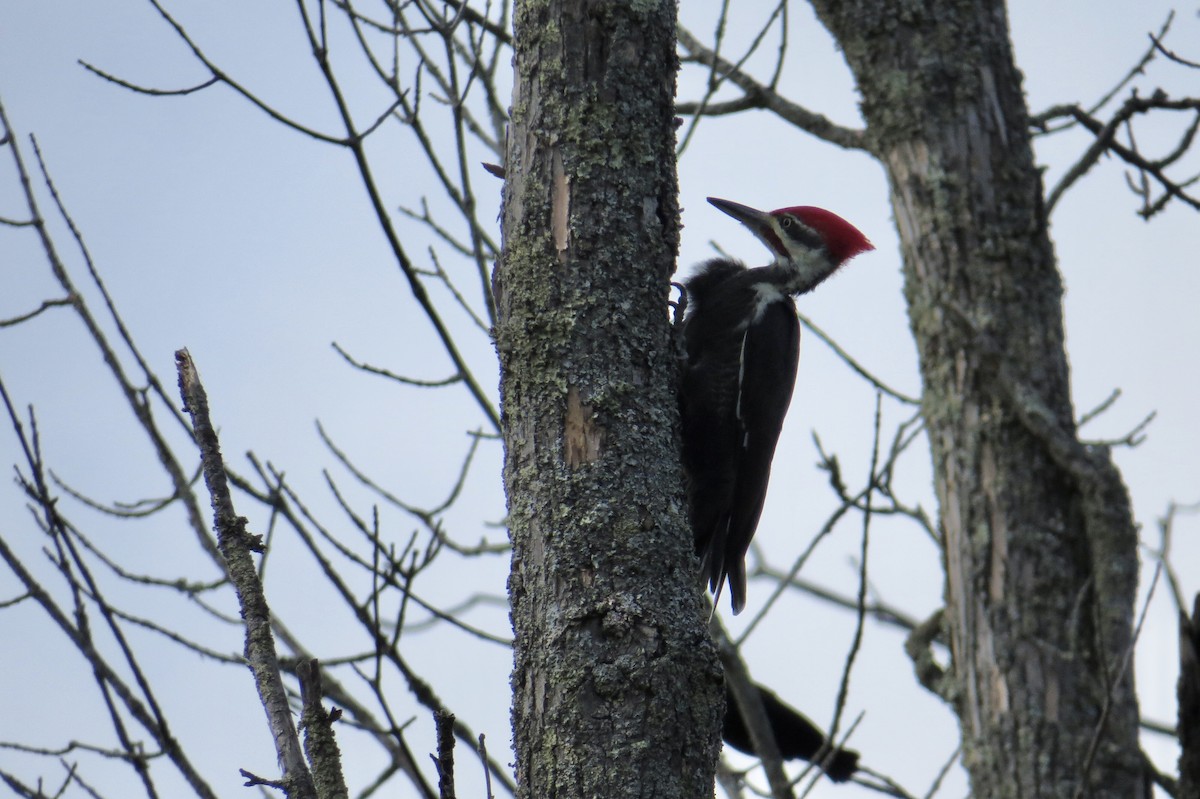 Pileated Woodpecker - ML642728367