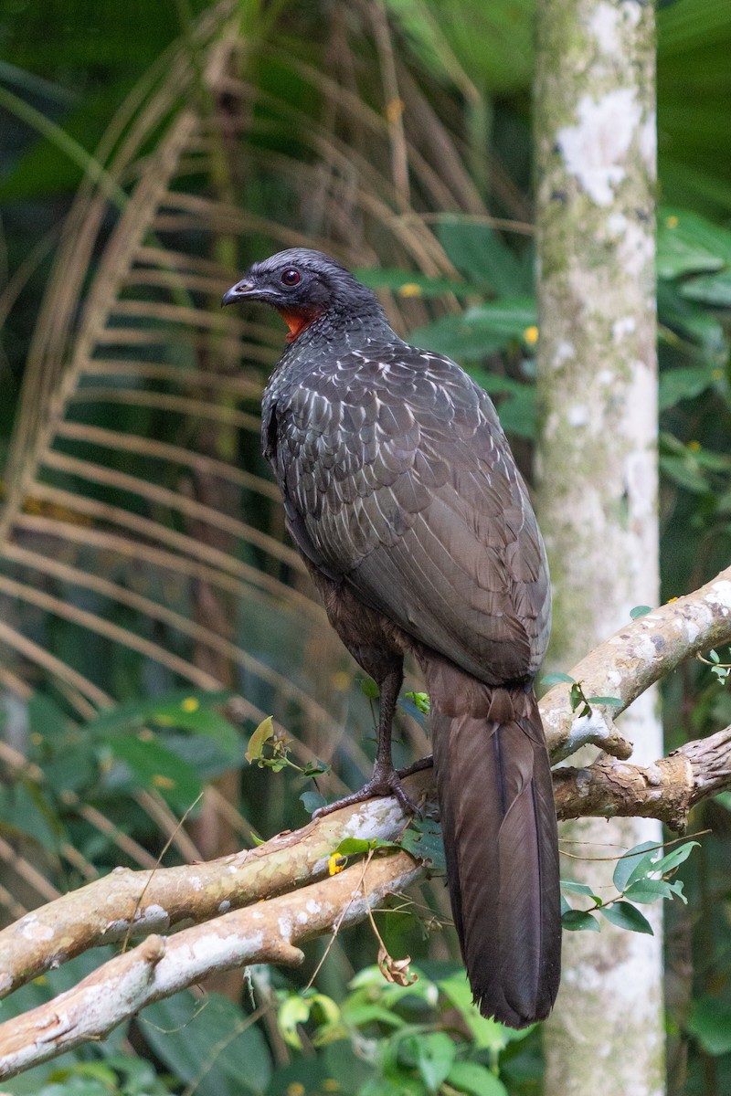 Dusky-legged Guan - ML642728369