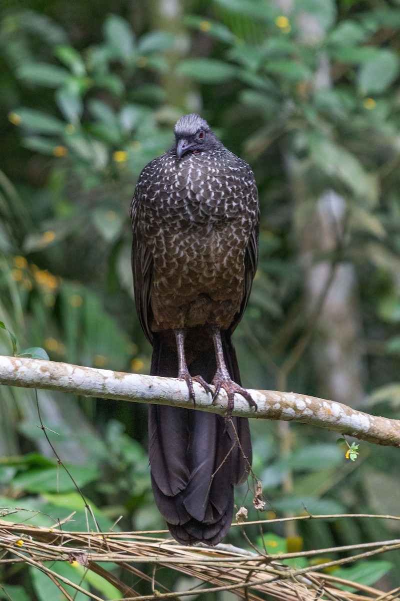 Dusky-legged Guan - ML642728370