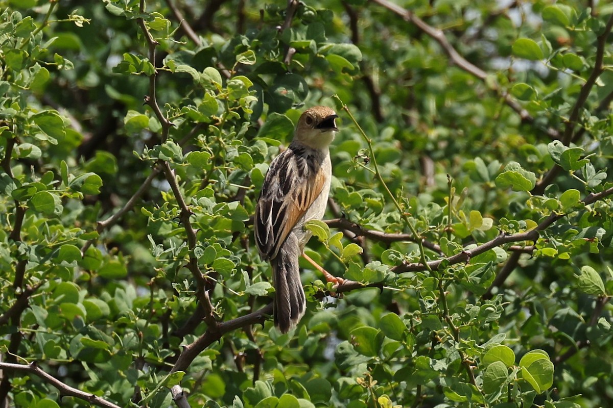 Winding Cisticola - ML642728376